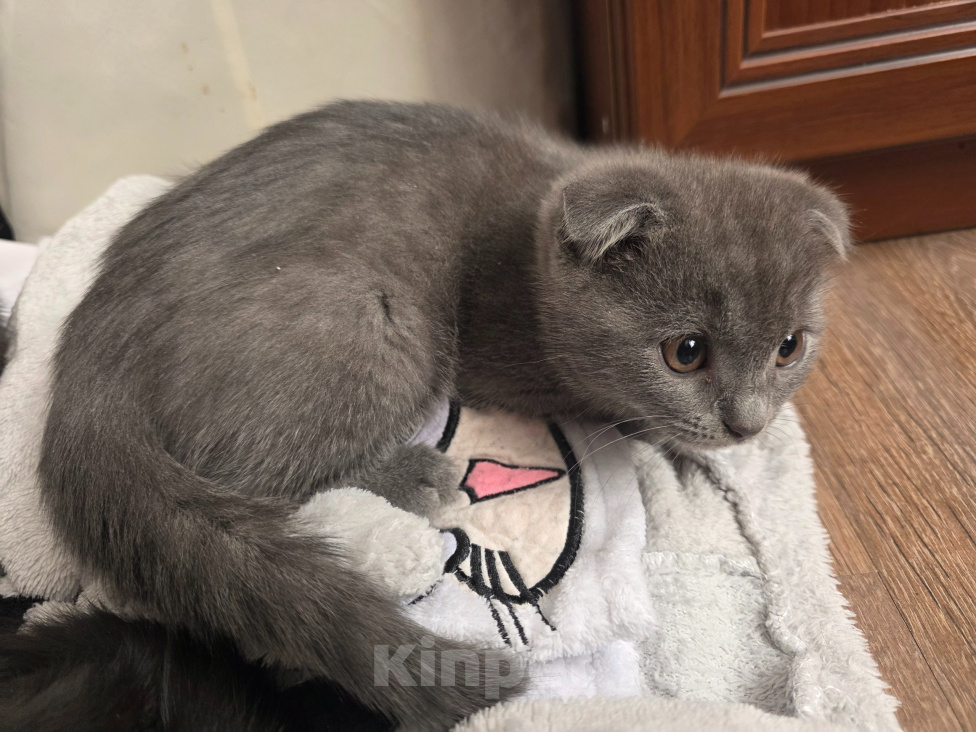 Кошки в Ростове-на-Дону: Шотландский вислоухий котенок Мальчик, 10 000 руб. - фото 5