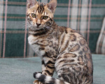 Кошки в Омске: котенок   леопард  Мальчик, 15 000 руб. - фото 2