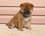Собаки в Краснодаре: Щенок сиба Девочка, 30 000 руб. - фото 1