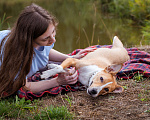 Собаки в Солнечногорске: Небольшая собачка в добрые руки Девочка, Бесплатно - фото 5