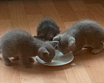 Кошки в Томске: Отдам котят Разнополые, Бесплатно - фото 7