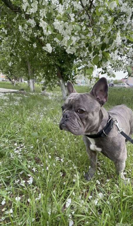 Собаки в Санкт-Петербурге: Ищем невесту для вязки Мальчик, Бесплатно - фото 2