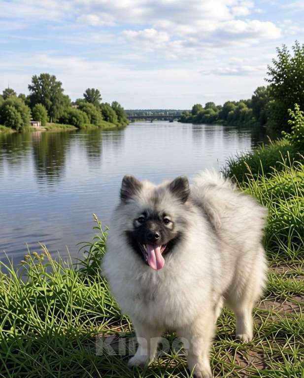 Собаки в Москве: Орион Звездный Из Воронцовского Дворца Мальчик, 80 000 руб. - фото 7