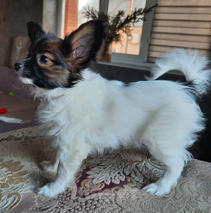 Собаки в Новокубанске: Щенок Папийона Девочка, 35 000 руб. - фото 8