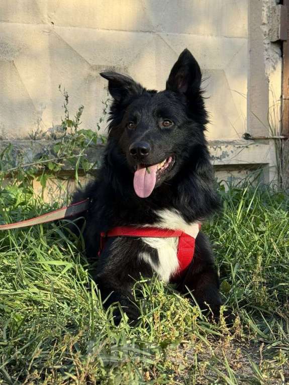 Собаки в Москве: Познакомьтеcь c Mариком Мальчик, Бесплатно - фото 5