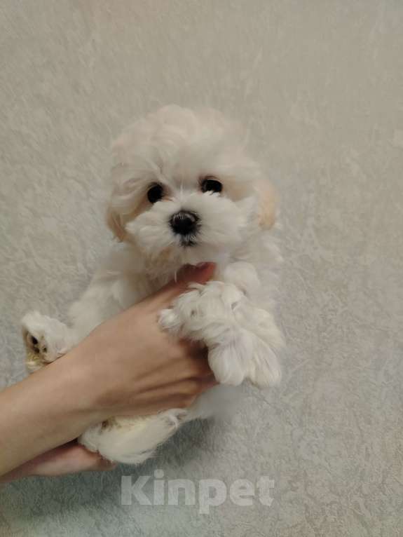 Собаки в Москве: Мальтипу ф 1 Девочка, 55 000 руб. - фото 2