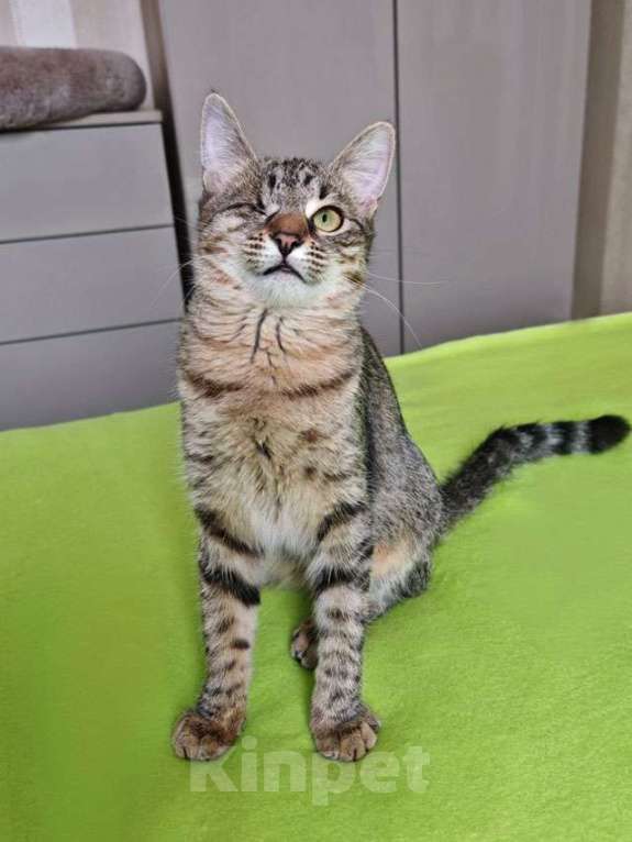 Кошки в Москве: Минитигренок Лора, ласковая кошечка-подросток ищет дом Девочка, Бесплатно - фото 6