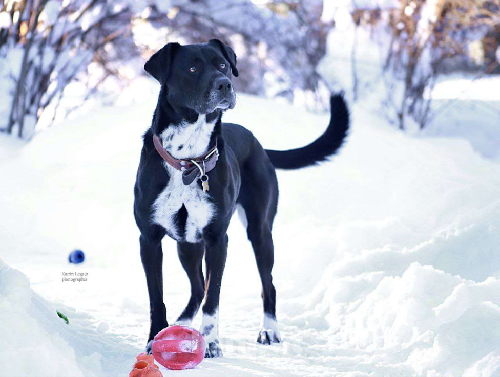 Собаки в Александрове: Собака Ляля ищет дом! Девочка, Бесплатно - фото 2