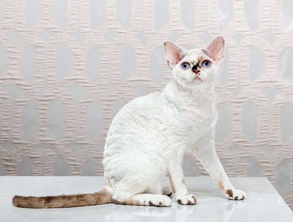 Кошки в Новосибирске: Девочка девон рекс Девочка, 60 000 руб. - фото 8