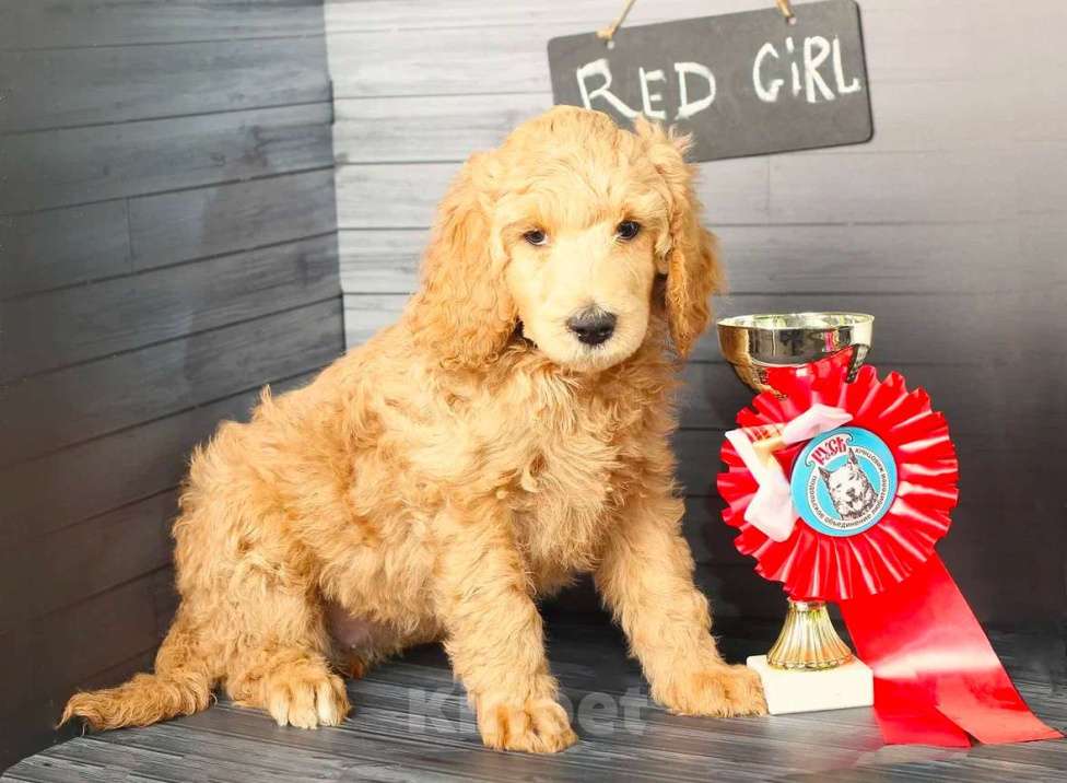Собаки в Звенигороде: Девочка королевский пудель(красный ошейник) Девочка, 60 000 руб. - фото 2