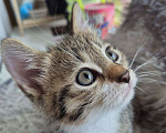 Кошки в Саратове: Котёнок Мальчик, Бесплатно - фото 8