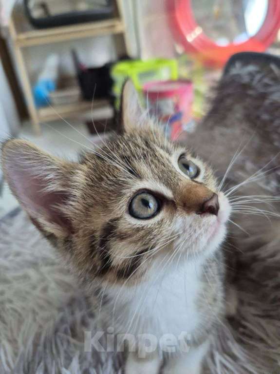 Кошки в Саратове: Котёнок Мальчик, Бесплатно - фото 8