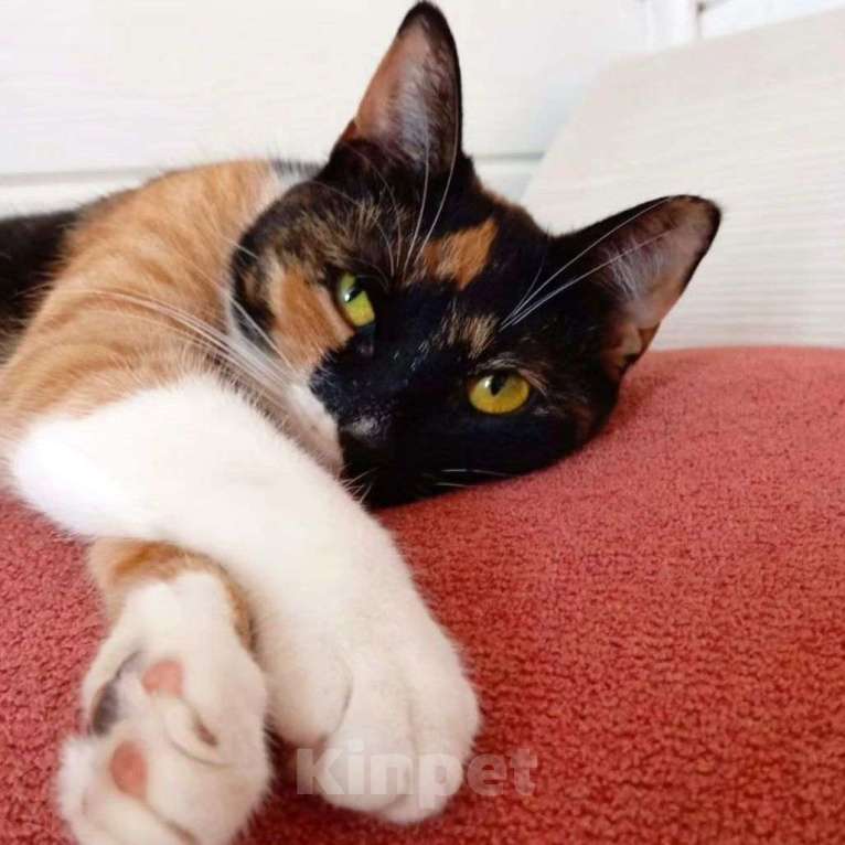 Кошки в Москве: Шоколадке не везёт Девочка, Бесплатно - фото 4