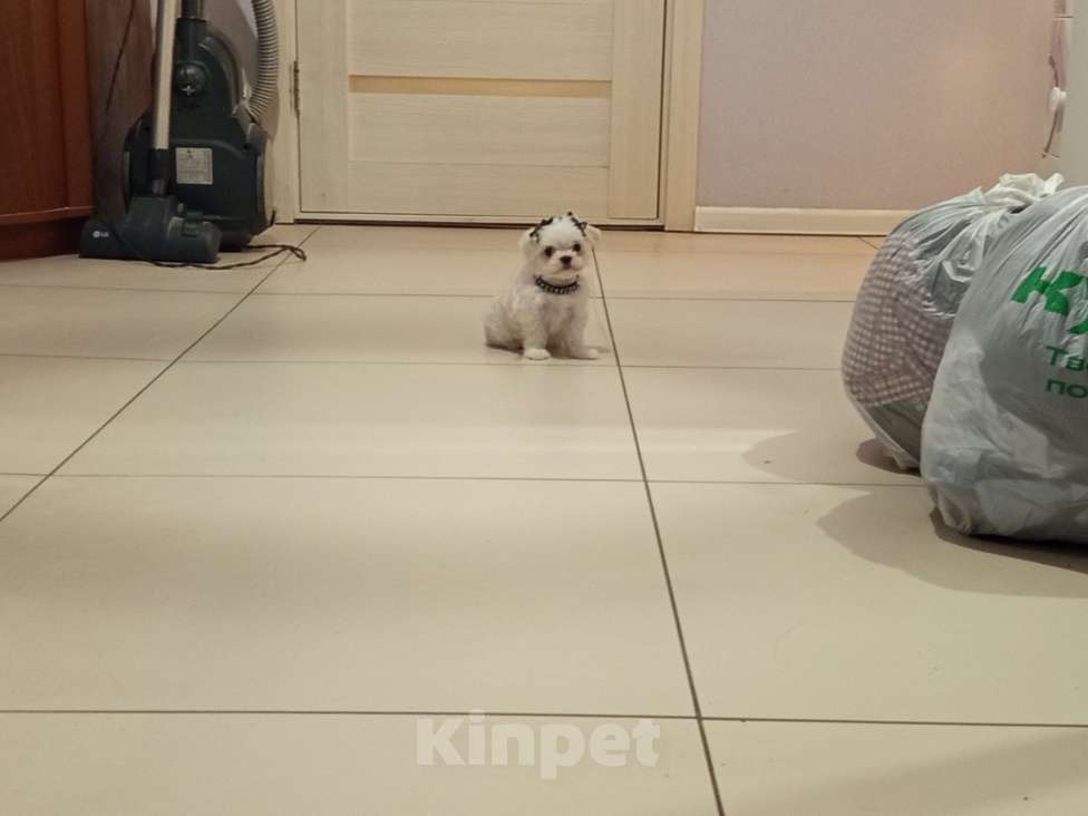 Собаки в Липецке: Мальтезе  Мальчик, 40 000 руб. - фото 5