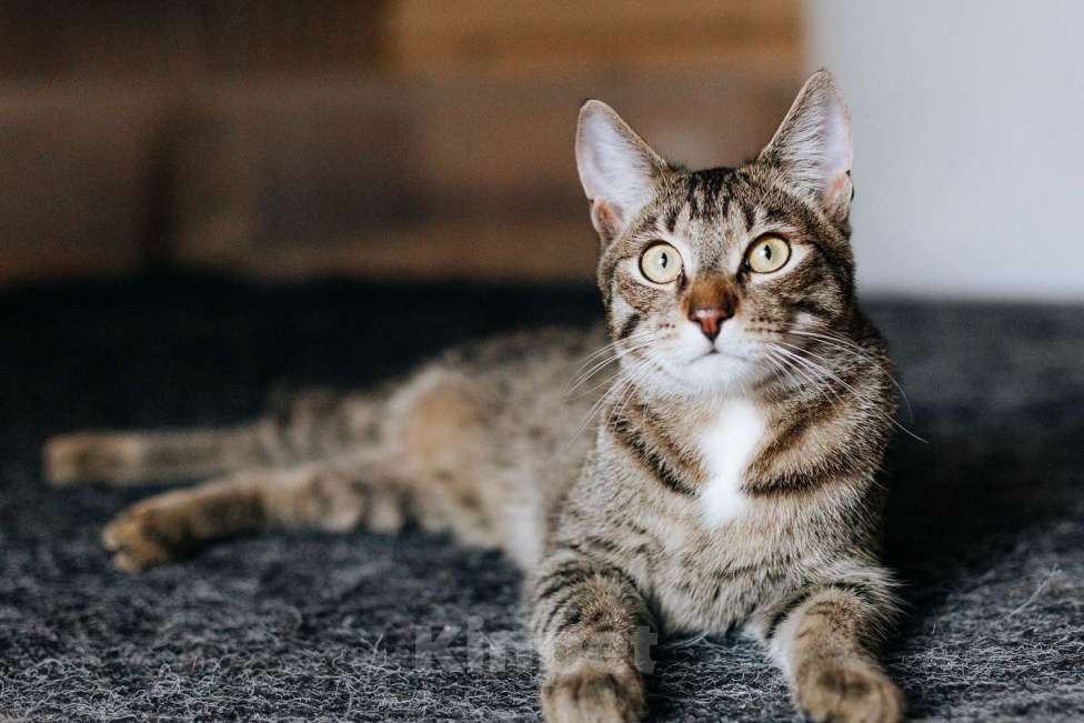 Кошки в Фрязино: котик Валли в добрые руки Мальчик, Бесплатно - фото 3