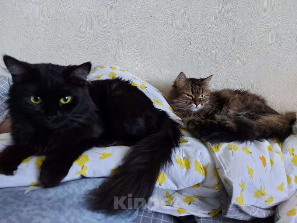 Кошки в Москве: Отдаю в добрые руки  Девочка, Бесплатно - фото 1