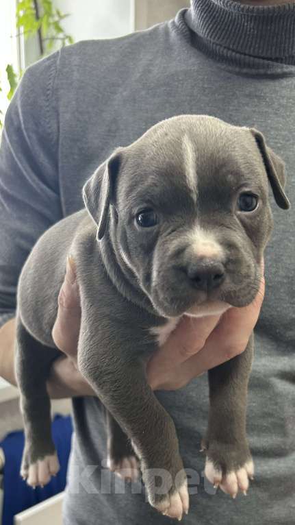 Собаки в Москве: Щенки АСТ Мальчик, 50 000 руб. - фото 3