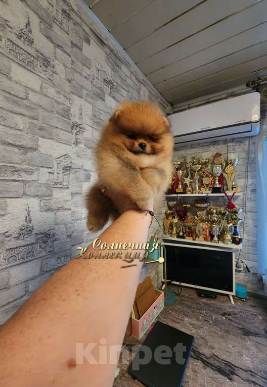 Собаки в Москве: Померанский шпиц  медежоночек девочка Девочка, Бесплатно - фото 2