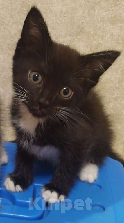 Кошки в Егорьевске: В добрые ручки Девочка, Бесплатно - фото 1