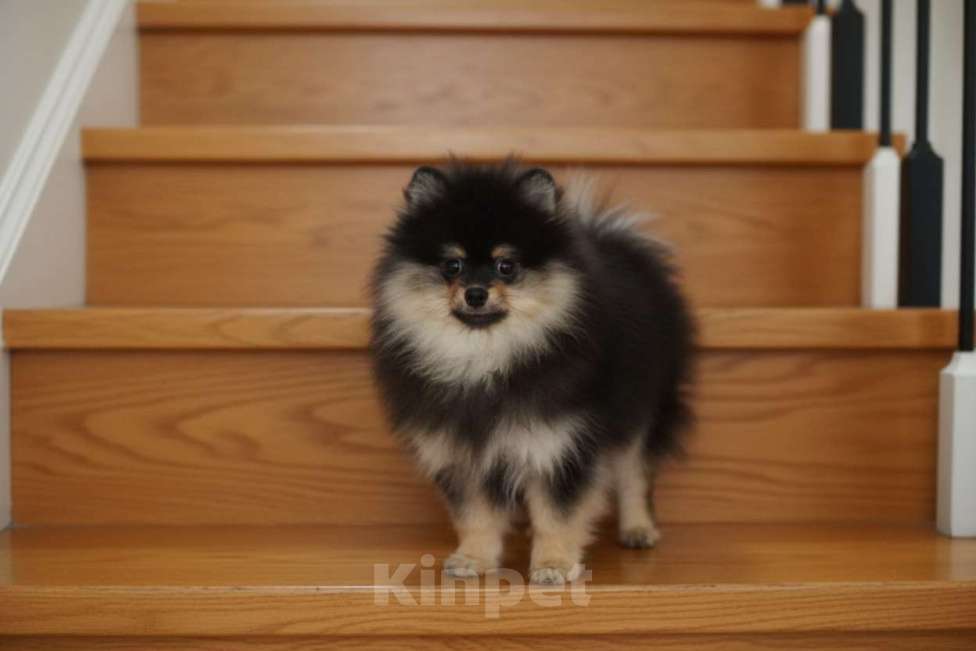 Собаки в Раменском: Мальчик шпица Мальчик, 40 000 руб. - фото 3