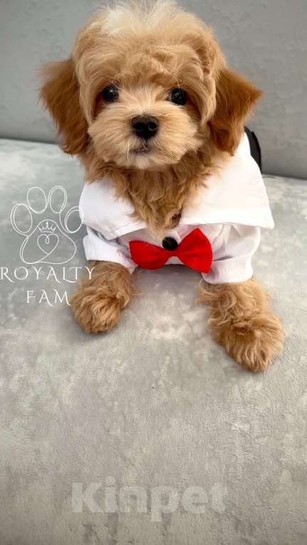 Собаки в Москве: Мини мальчик мальтипу F1 Royalty Fam Lorenzo Мальчик, Бесплатно - фото 7