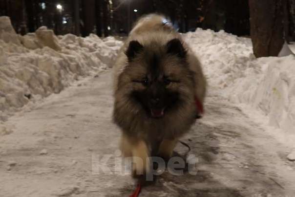 Собаки в Москве: Терри-Мак Из Воронцовского Дворца  Мальчик, 70 000 руб. - фото 3