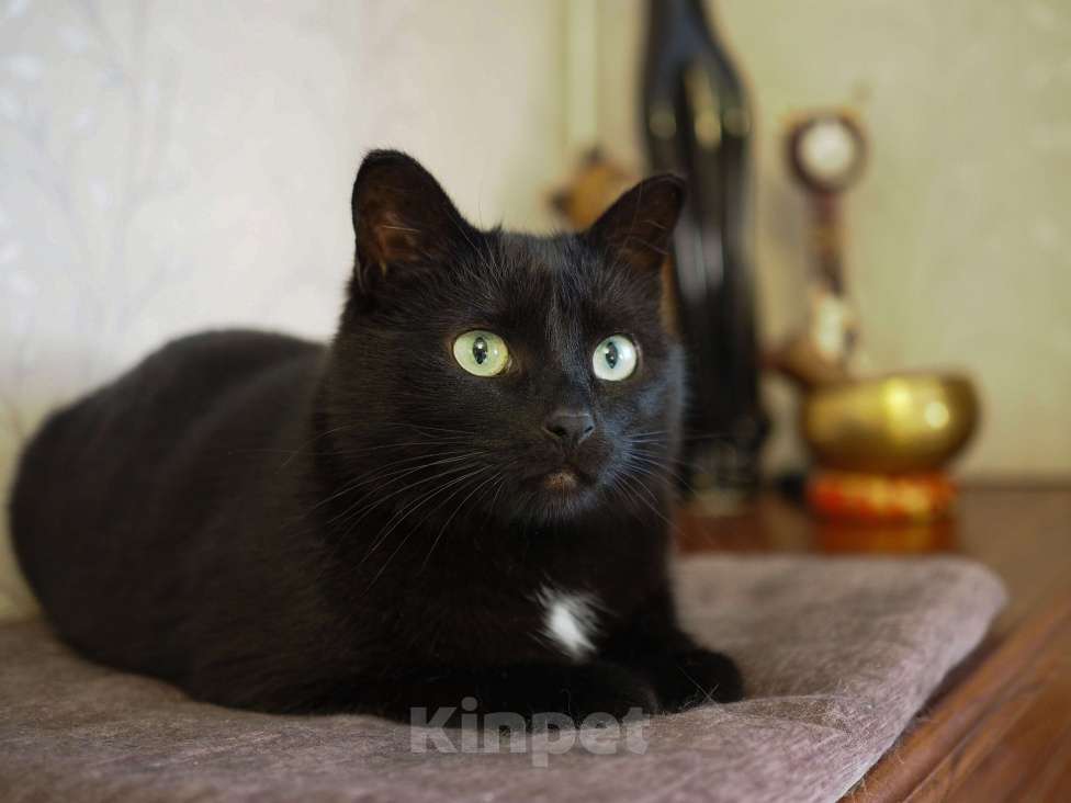 Кошки в Москве: Очень ласковая кошечка Нора в добрые руки Девочка, Бесплатно - фото 6