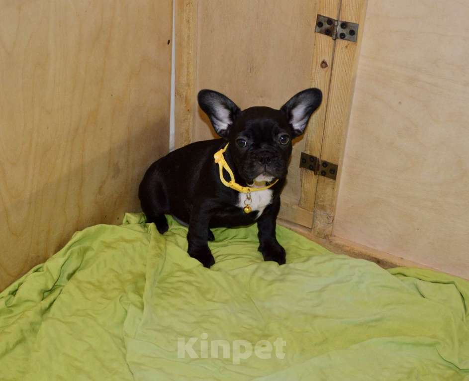 Собаки в Самаре: Щенки французского бульдога  Мальчик, 35 000 руб. - фото 5