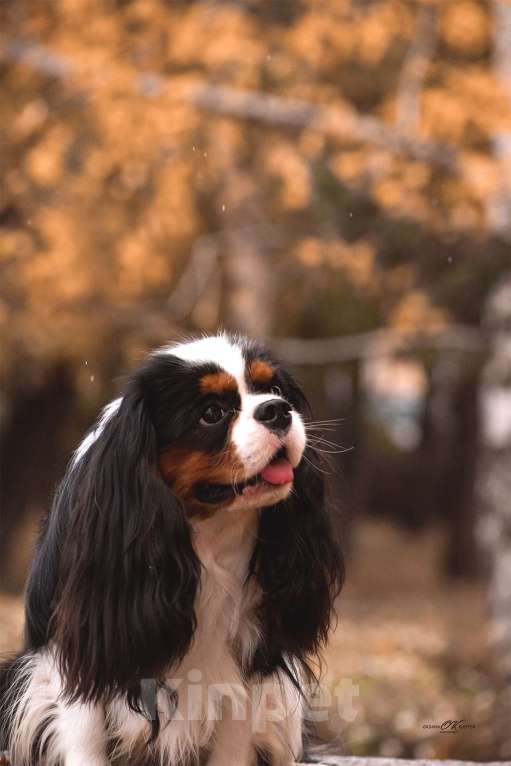 Собаки в Барнауле: Доступны для ранней брони щенки  Девочка, 100 000 руб. - фото 2