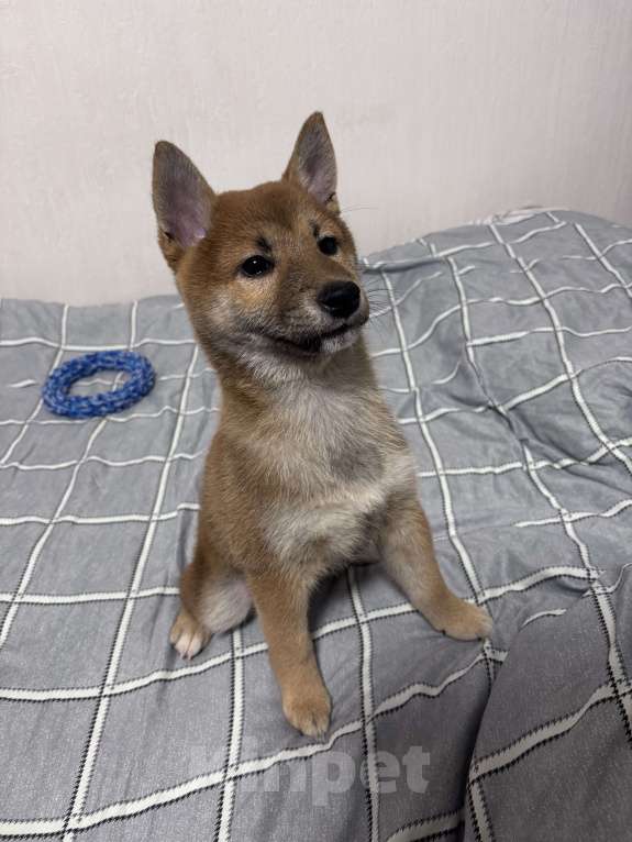 Собаки в Одинцово: Сиба-ину Девочка, 65 000 руб. - фото 2