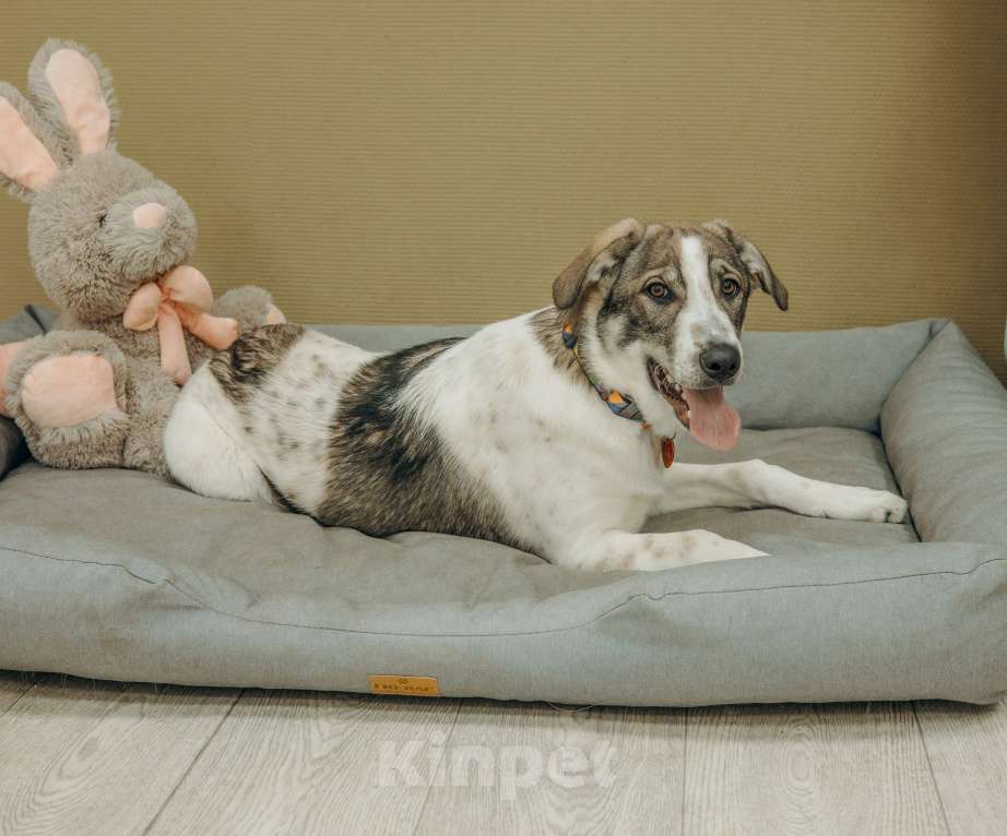 Собаки в Москве: Щенки бесплатно в Москве Девочка, Бесплатно - фото 5