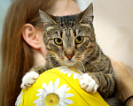 Кошки в Санкт-Петербурге: Кошечка Полоска  Девочка, Бесплатно - фото 3