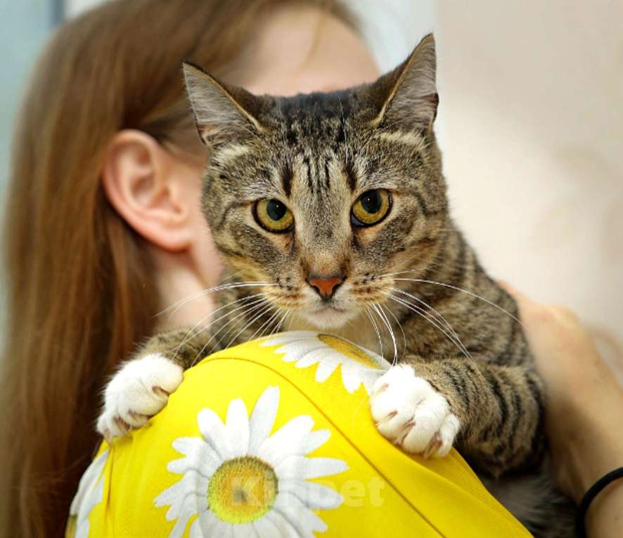 Кошки в Санкт-Петербурге: Кошечка Полоска  Девочка, Бесплатно - фото 3