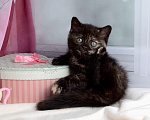 Кошки в Мурином: Британская кошечка окраса черный черепаховый Девочка, 30 000 руб. - фото 7