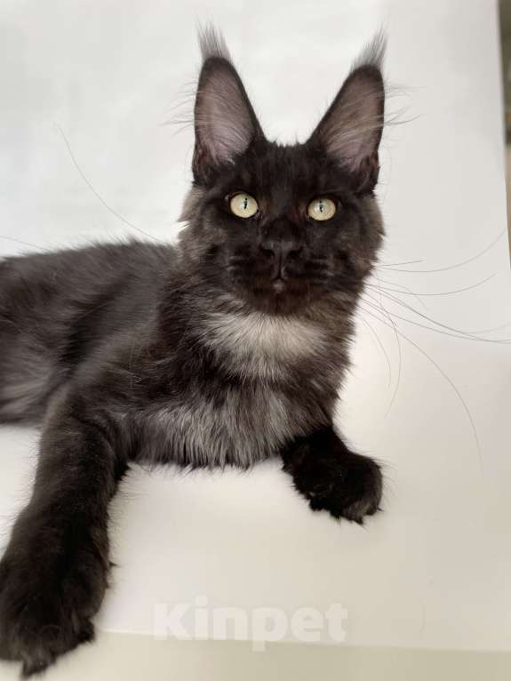 Кошки в Чайковском: Мальчик Мейн кун.  MCO окрас- ns черный дым Мальчик, 45 000 руб. - фото 5