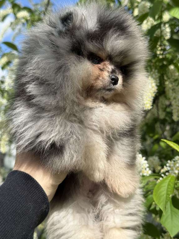 Собаки в Перми: Голубоглазая принцесса Девочка, Бесплатно - фото 2