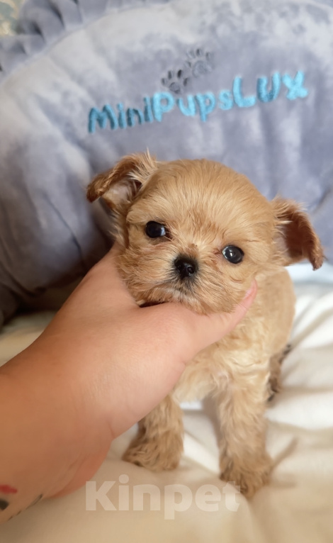 Собаки в Ижевске: Maltipoo micro Мальтипу микро Мальчик, 200 000 руб. - фото 3