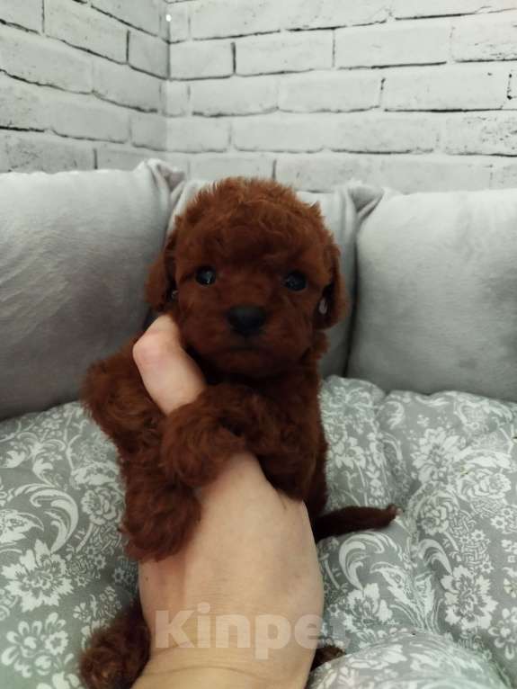 Собаки в Дмитрове: Той-пудель/micro РКФ мальчик Мальчик, 130 000 руб. - фото 2