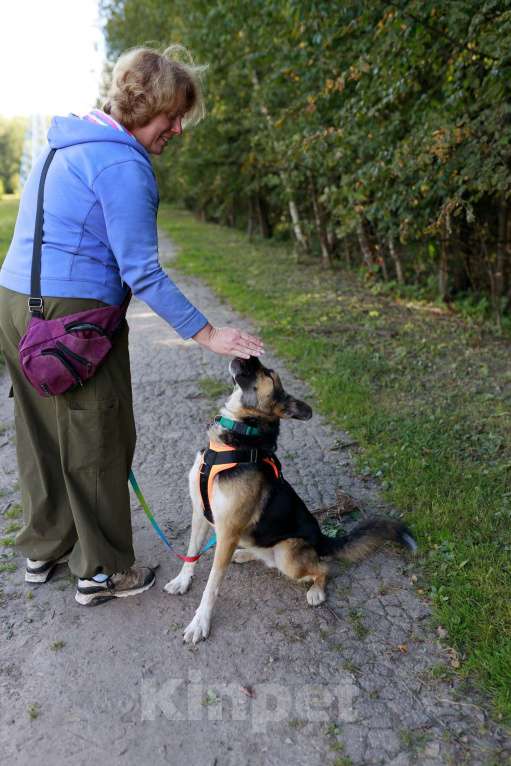 Собаки в Москве: Тоффи самая ласковая собака в мире! Девочка, Бесплатно - фото 7