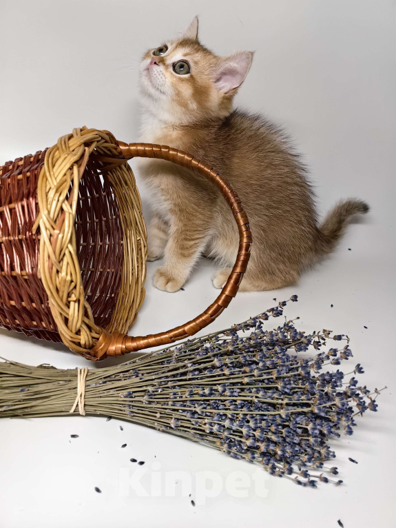 Кошки в Москве: Шотландский котик золотая шиншилла  Мальчик, 30 000 руб. - фото 3