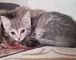 Кошки в Новокузнецке: Котята в добрые руки Девочка, Бесплатно - фото 2