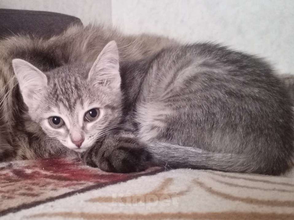 Кошки в Новокузнецке: Котята в добрые руки Девочка, Бесплатно - фото 2
