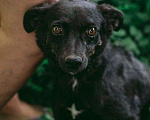 Собаки в Москве: Маленькая собачка Доли, вес 8 кг, ищет дом! Девочка, Бесплатно - фото 2