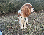 Собаки в Таганроге: Кавалер Кинг Чарльз  Мальчик, 40 000 руб. - фото 4