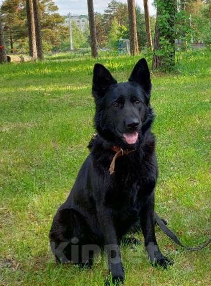Собаки в других городах Владимирской области: Высокопородные щенки немецкой овчарки от титулованных родителей Мальчик, 75 000 руб. - фото 2