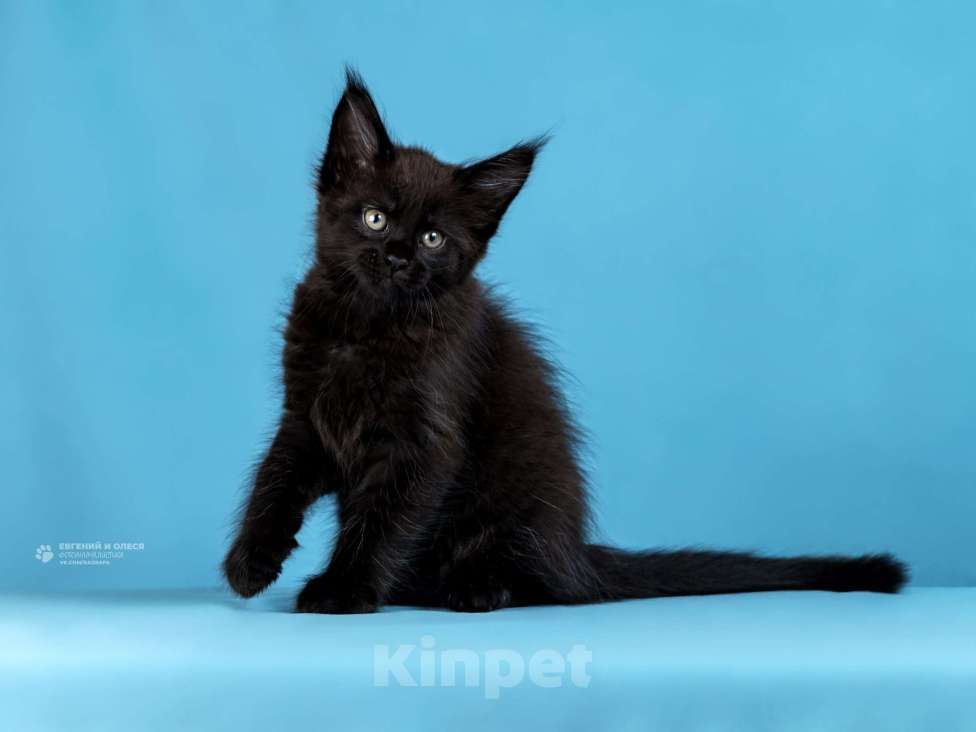 Кошки в Санкт-Петербурге: Мейн кун Испания (Санька) Девочка, Бесплатно - фото 2