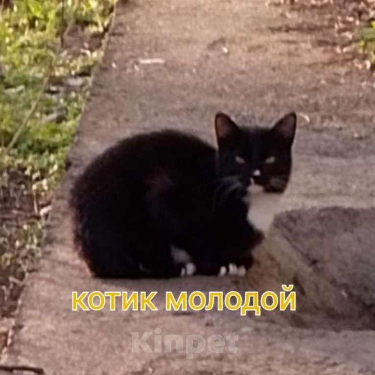 Кошки в Казани: Котик молодой Мальчик, Бесплатно - фото 1