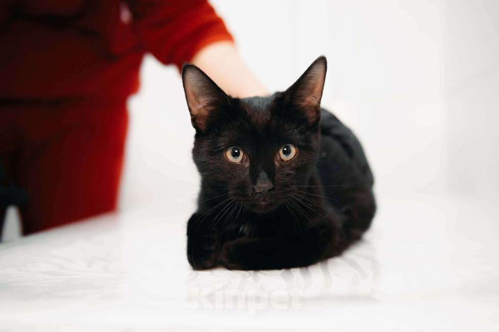 Кошки в Москве: Фибоначи - нежный скромный котик. Мальчик, Бесплатно - фото 2