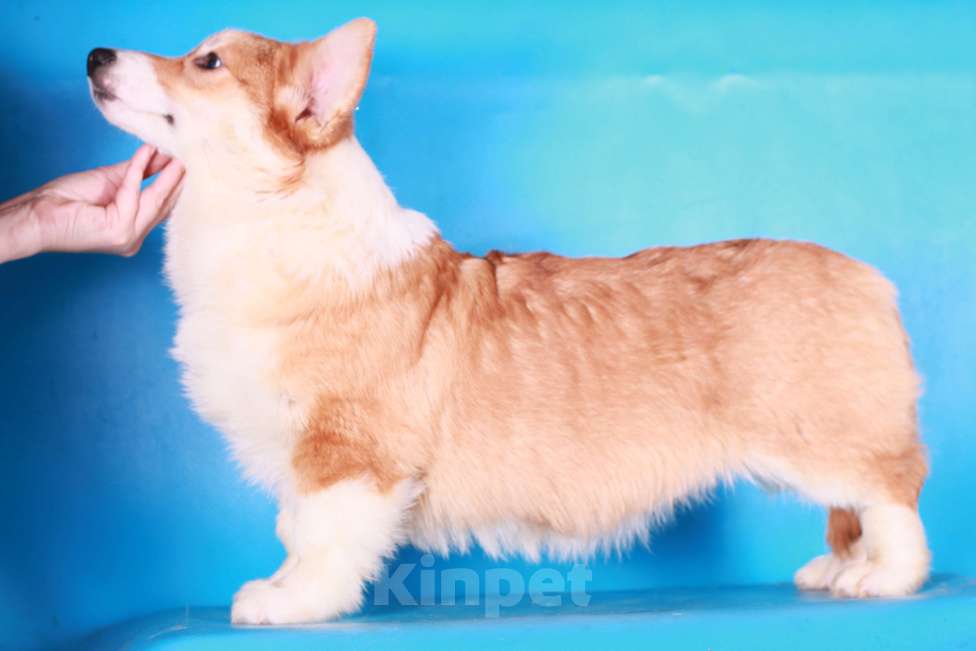 Собаки в Москве: вельш корги пемброк щенки Мальчик, 70 000 руб. - фото 7