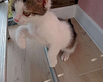 Кошки в Звенигороде: Котенок срочно ищет дом Мальчик, Бесплатно - фото 2